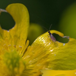 Macro