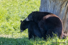 IMG 0969-CR3 DxO DeepPRIME