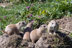 IMG 0978-CR3 DxO DeepPRIME