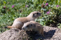 IMG 0983-CR3 DxO DeepPRIME