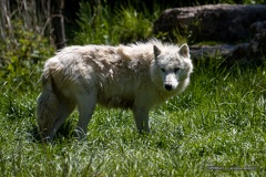 IMG 1389-CR3 DxO DeepPRIME