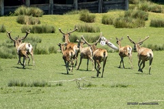 IMG 1665-CR3 DxO DeepPRIME