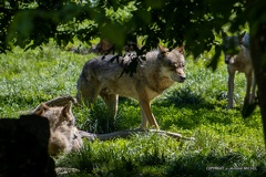 IMG 1931-CR3 DxO DeepPRIME