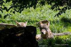 IMG 1973-CR3 DxO DeepPRIME