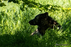 IMG 2088-CR3 DxO DeepPRIME