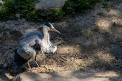 IMG 2112-CR3 DxO DeepPRIME