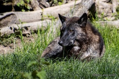 IMG 2127-CR3 DxO DeepPRIME