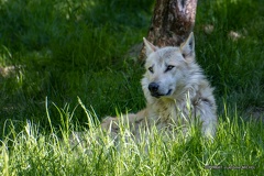 IMG 2148-CR3 DxO DeepPRIME