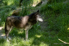 IMG 2188-CR3 DxO DeepPRIME