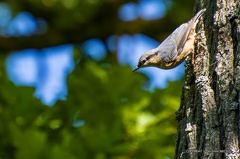 IMG 2206-CR3 DxO DeepPRIME