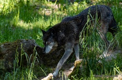 IMG 2218-CR3 DxO DeepPRIME