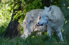 IMG 2359-CR3 DxO DeepPRIME