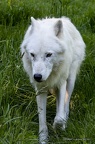 IMG 2381-CR3 DxO DeepPRIME