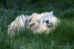 IMG 2576-CR3 DxO DeepPRIME