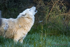 IMG 2777-CR3 DxO DeepPRIME