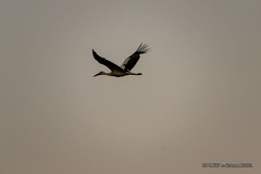 IMG 2787-CR3 DxO DeepPRIME