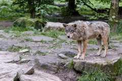 IMG 2799-CR3 DxO DeepPRIME