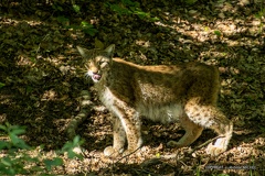 IMG 3563-CR3 DxO DeepPRIME