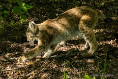 IMG 3596-CR3 DxO DeepPRIME