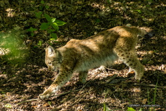 IMG 3603-CR3 DxO DeepPRIME