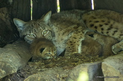 IMG 3649-CR3 DxO DeepPRIME