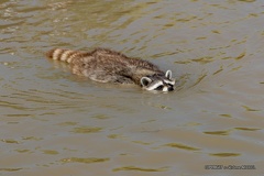 IMG 3711-CR3 DxO DeepPRIME