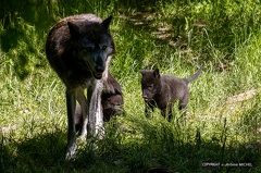 IMG 4333-CR3 DxO DeepPRIME