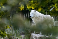 IMG 2821-CR3 DxO DeepPRIME