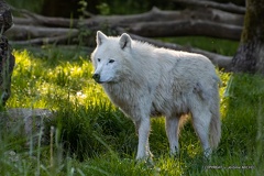 IMG 3007-CR3 DxO DeepPRIME