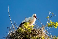 IMG 3263-CR3 DxO DeepPRIME