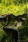 IMG 3298-CR3 DxO DeepPRIME