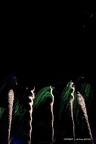IMG 4646