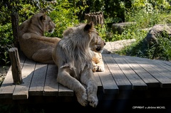 IMG 1567-1