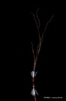 IMG 4006-1-2