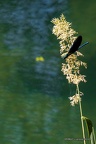 IMG 6746-1
