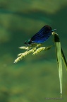IMG 6766-1