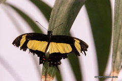 IMG 7112-1
