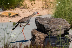 IMG 7910-1