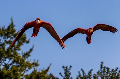 IMG 8072-1