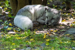 IMG 0719-1