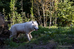 IMG 1116-1